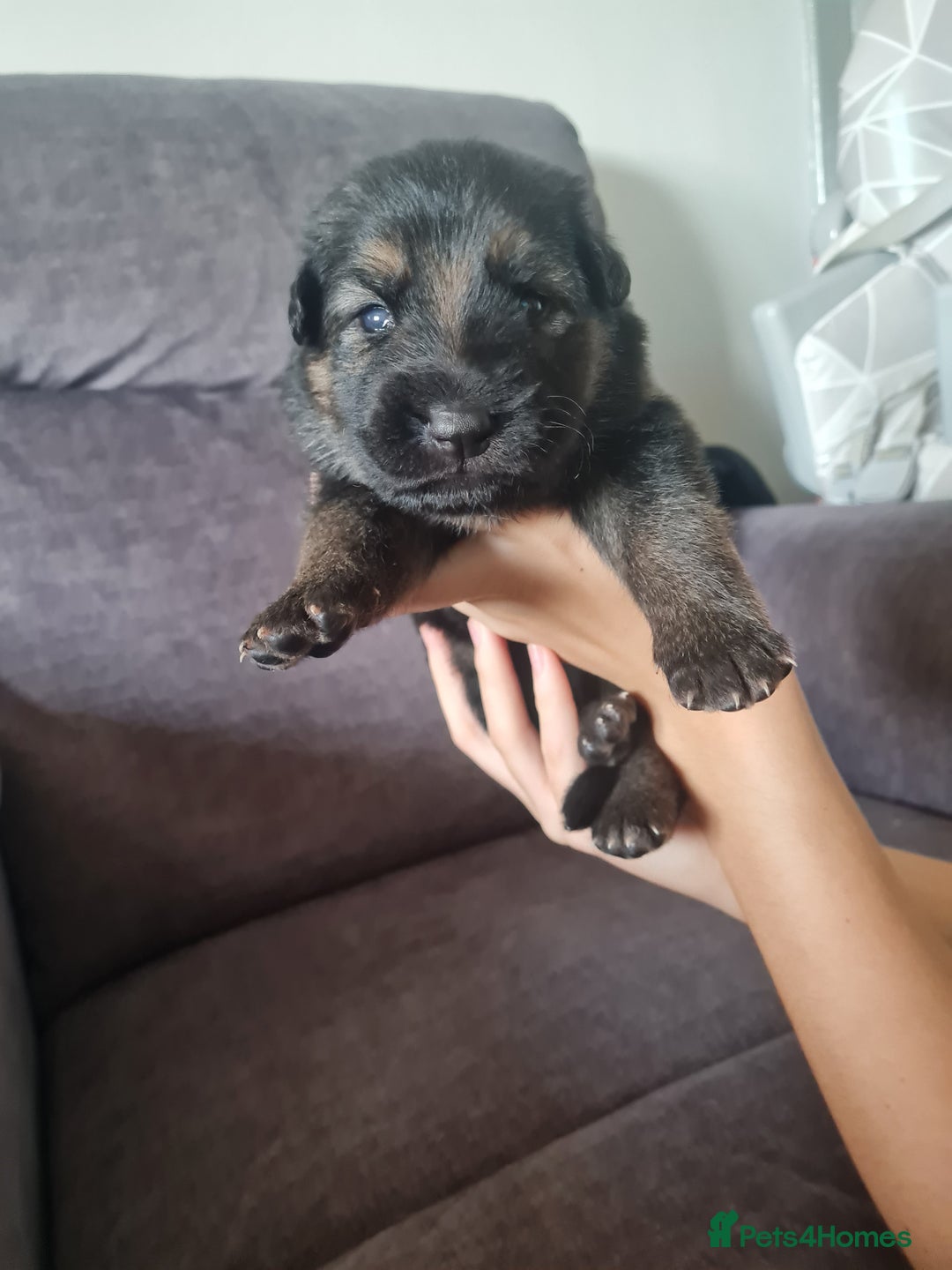 German Shepherd dogs for sale: German shepherd puppies  - Image 20