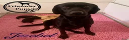 Labrador Retriever dogs for sale: 🖤💛 ADORABLE LABRADOR PUPPIES 💛🖤 - Advert 29