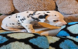 Dalmatian dogs for sale: 2 KC Dalmatian boys Ready to go Liver spots  - Advert 33