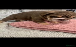 English Bulldog dogs for sale: Lilac male English bulldog - Image 6