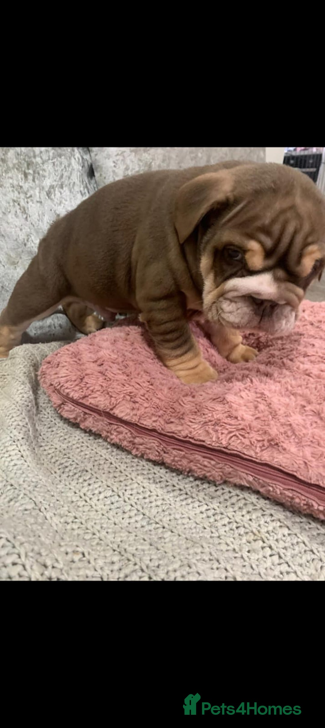English Bulldog dogs for sale: Lilac male English bulldog - Image 6