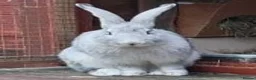 Continental Giant rabbits for sale: Beautiful continental giant buck  - Advert 1
