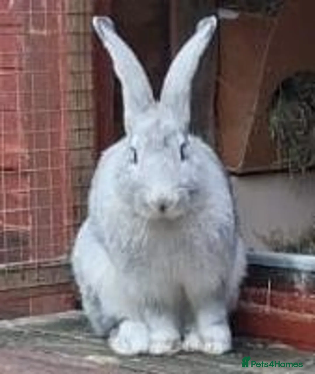 Continental Giant rabbits for sale: Beautiful continental giant buck  - Advert 1