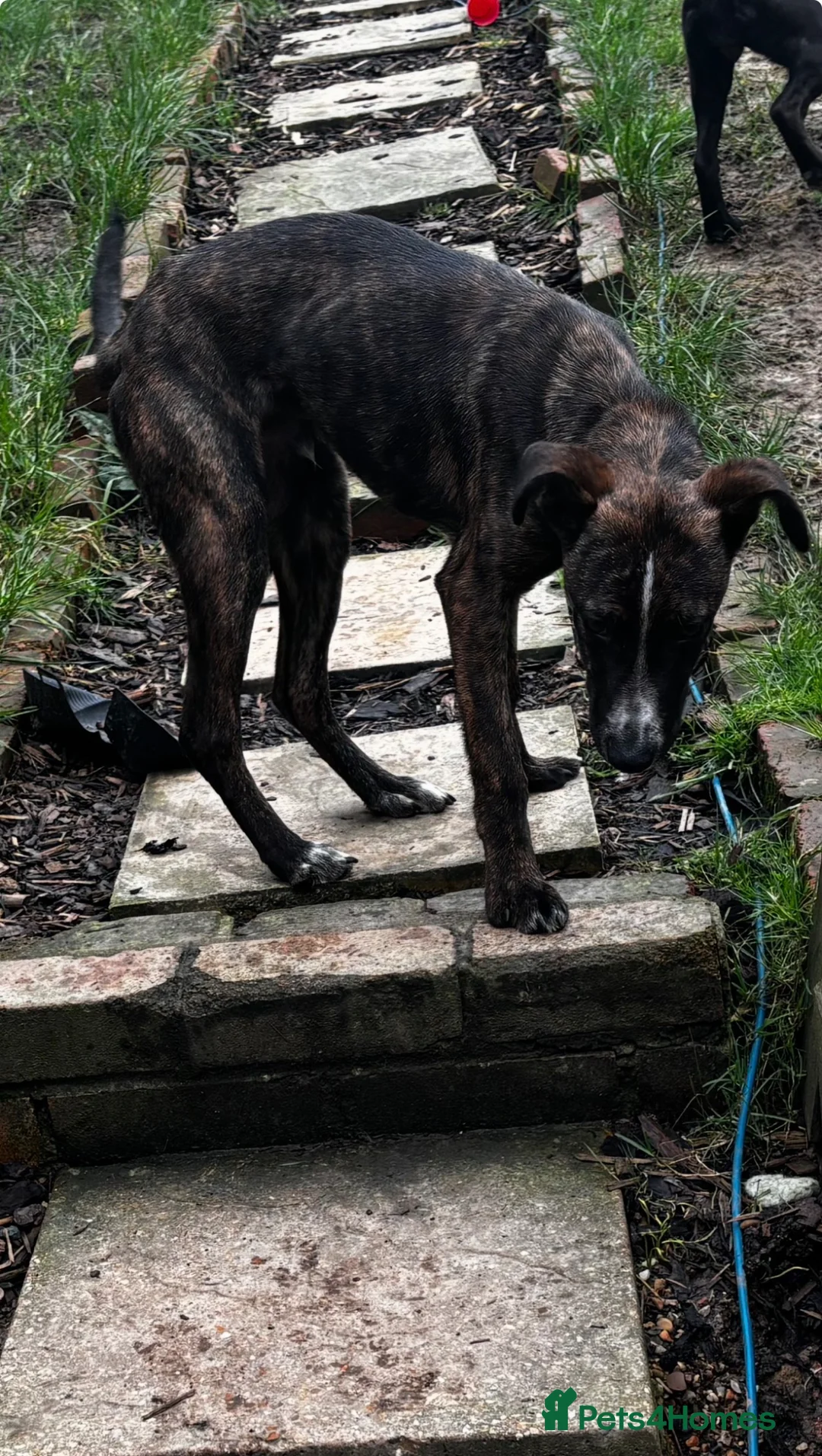 Mixed Breed dogs for sale: Lurcher x bull  - Advert 2