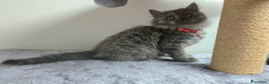 Siberian Kitten 5