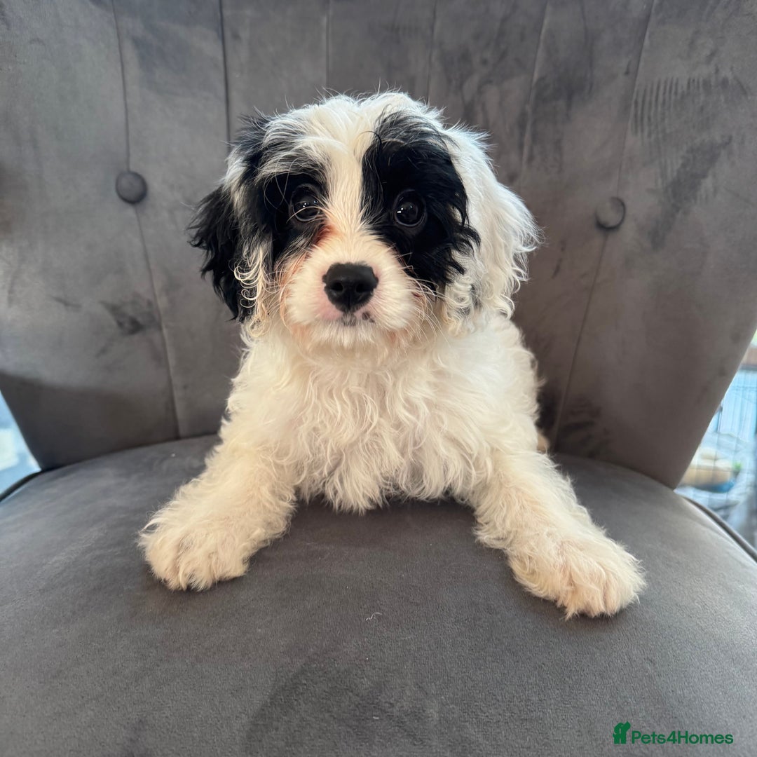 Cavapoo dogs for sale: LAST LITTER OF THESE UNIQUE PUPPIES - Advert 1