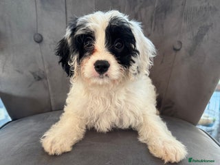 Cavapoo dogs LAST LITTER OF THESE UNIQUE PUPPIES - Advert 3