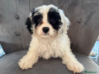 Cavapoo dogs LAST LITTER OF THESE UNIQUE PUPPIES - Advert 4