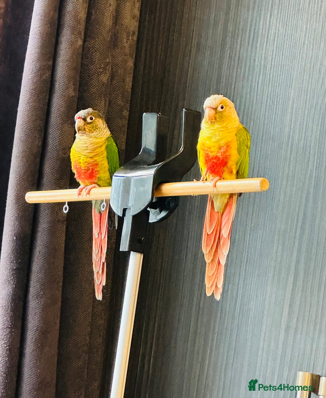Conures birds for sale: Breading Pair of Green-Cheeked Conures Experienced - Advert 2