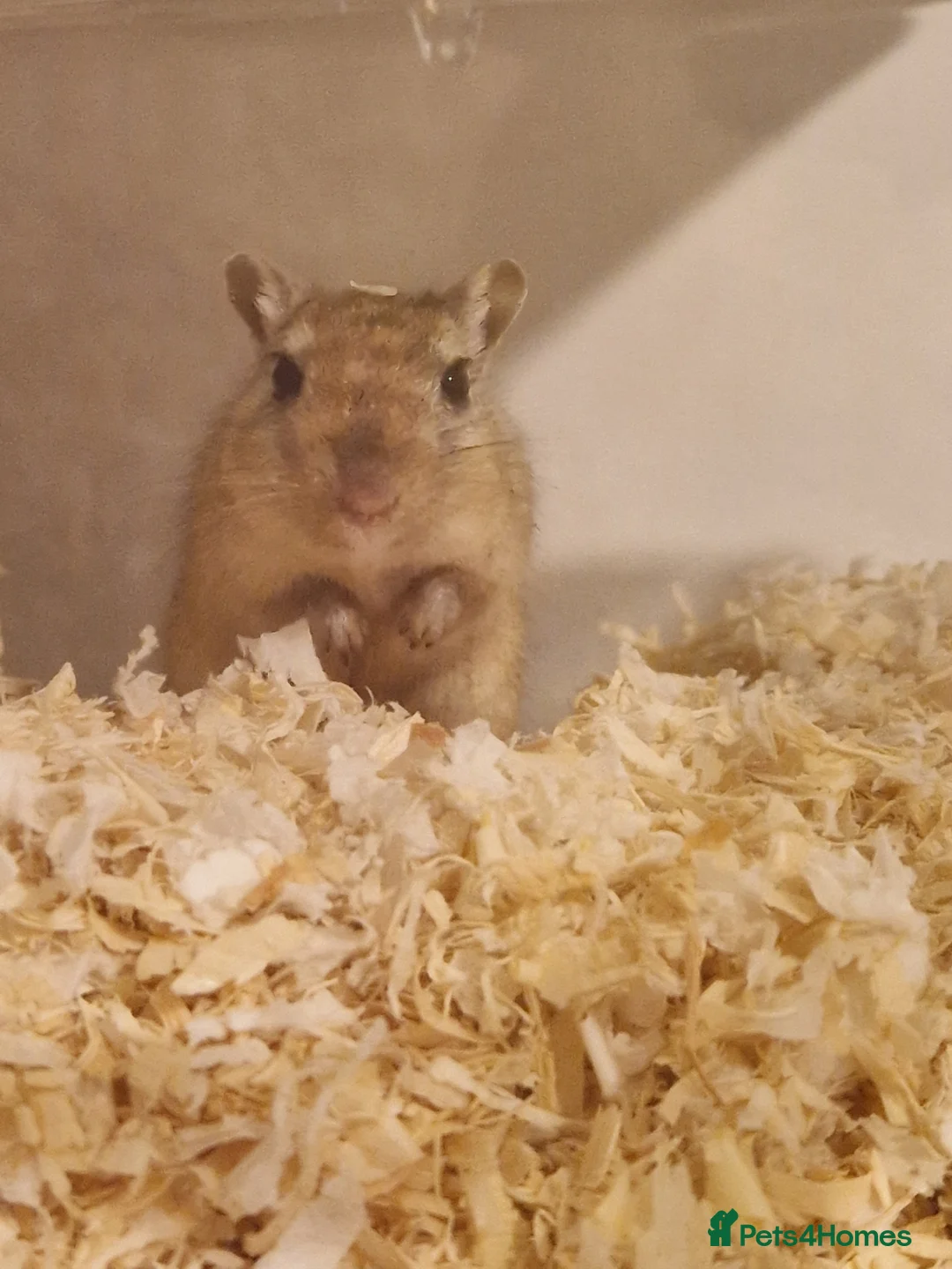 Gerbil rodents for sale: Single female available for bonding - Advert 1