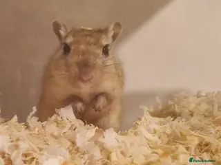 Gerbil rodents Single female available for bonding - Advert 5