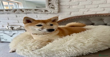Japanese Shiba Inu dogs - Advert 6