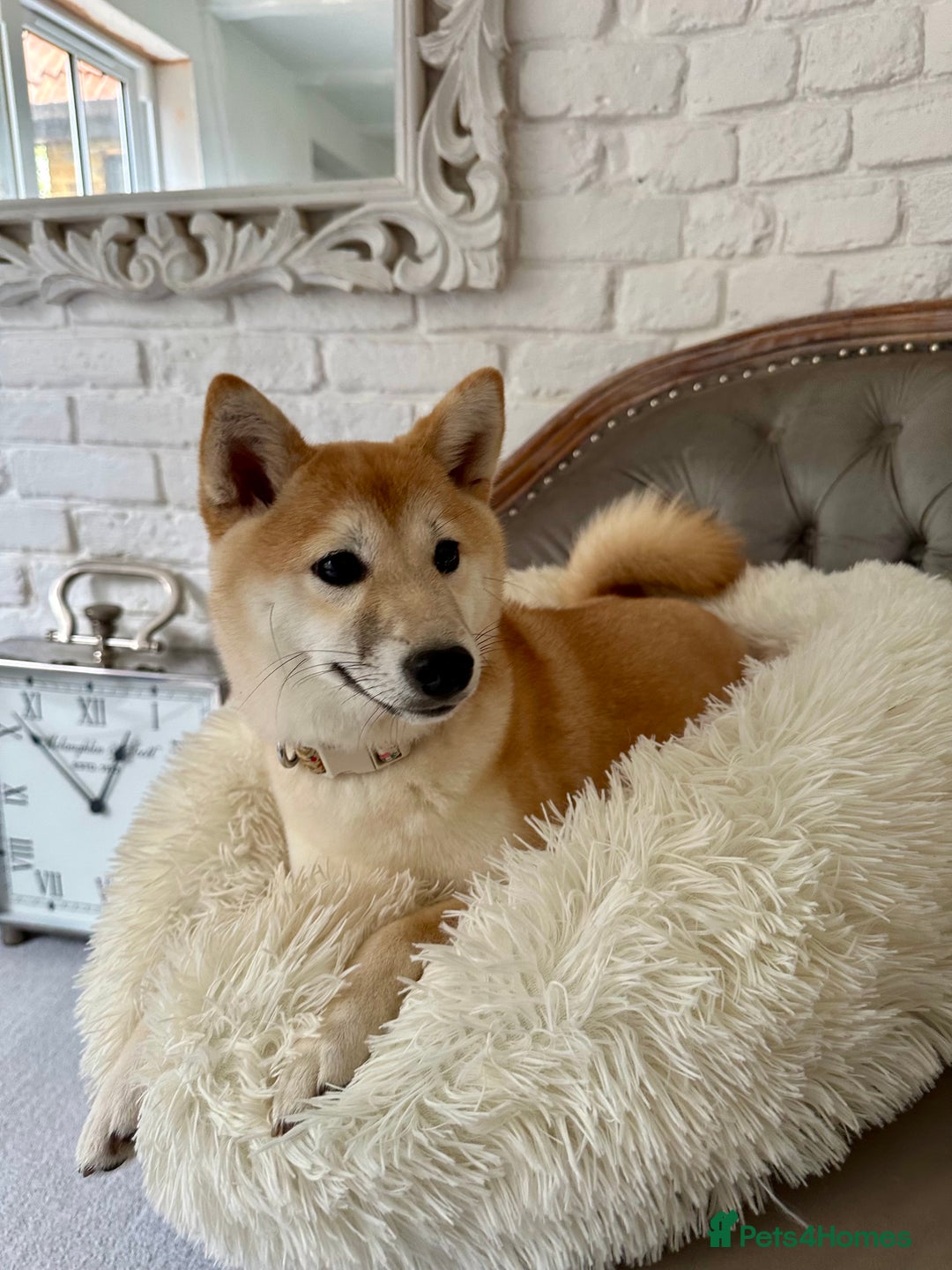 Japanese Shiba Inu dogs for sale: Japanese Shiba Inu Puppy - Image 2