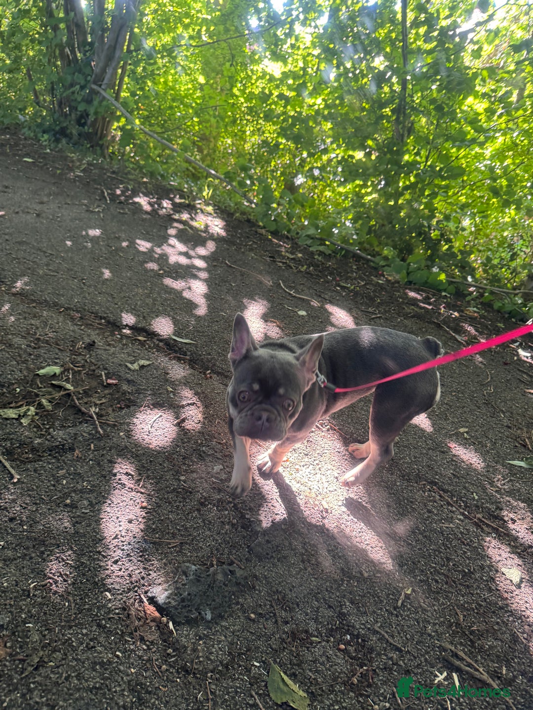French Bulldog dogs for sale: 2 years old female French Buldog - Image 3