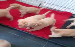 Labrador Retriever dogs for sale: Red fox labrador puppy's  - Image 3