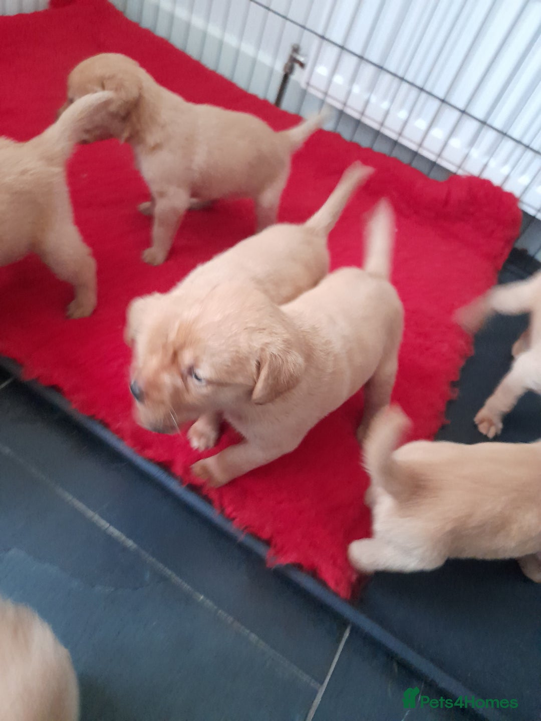 Labrador Retriever dogs for sale: Red fox labrador puppy's  - Image 3