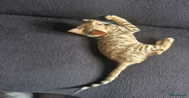 Bengal cats - Advert 7