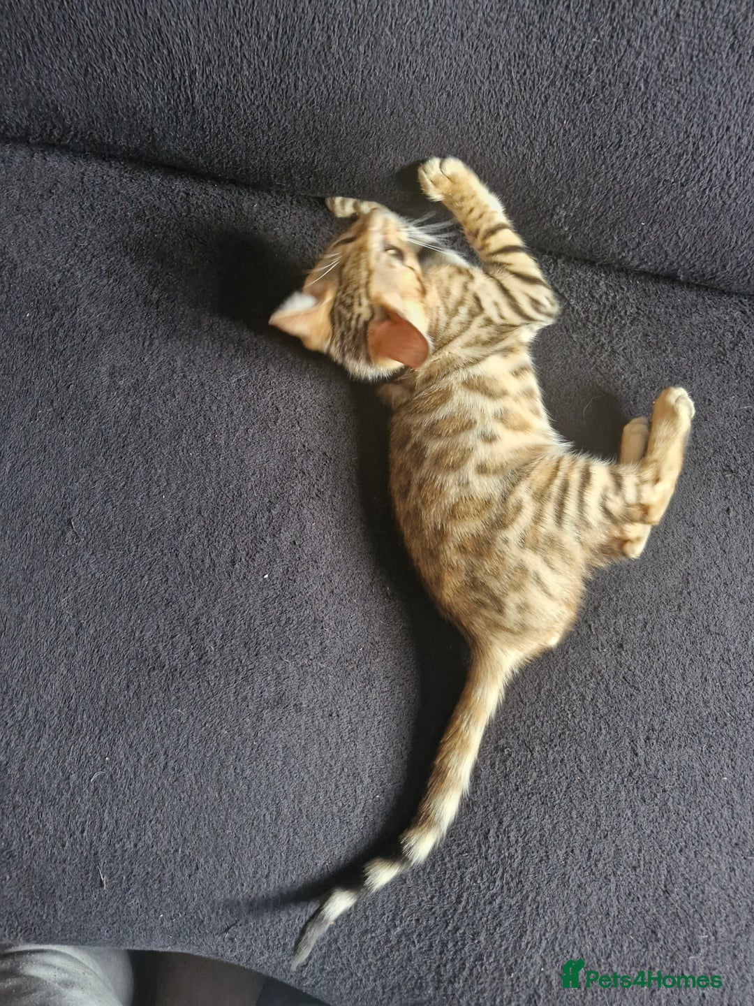 Bengal cats for sale: TICA Genetic & Health Tested Bengal Kitten Male - Image 3