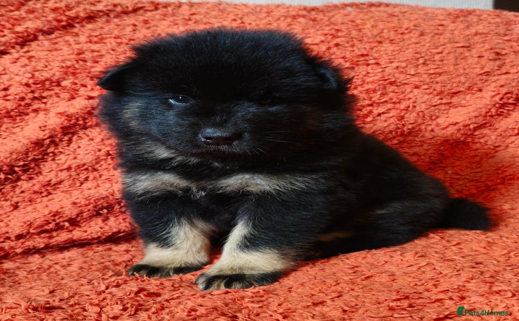 Eurasier dogs in Northampton - Advert 1