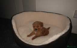 Poodle dogs for sale: Two adorable boys  - Image 1