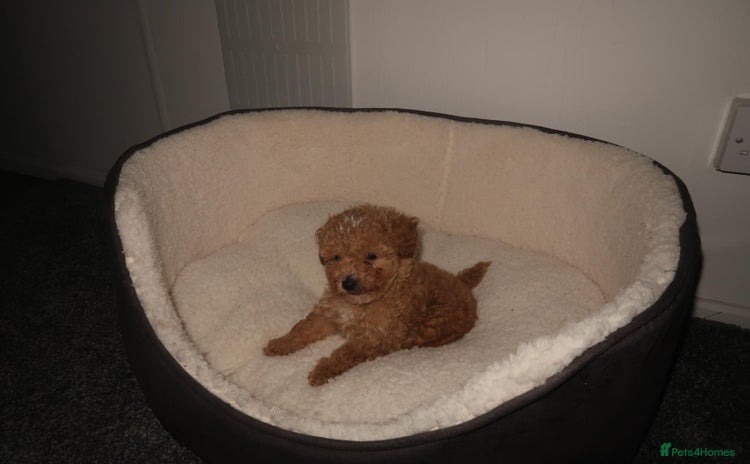 Poodle dogs - Advert 1