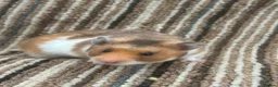 Hamster rodents for sale: Stunning Baby Syrian Hamsters - Advert 2