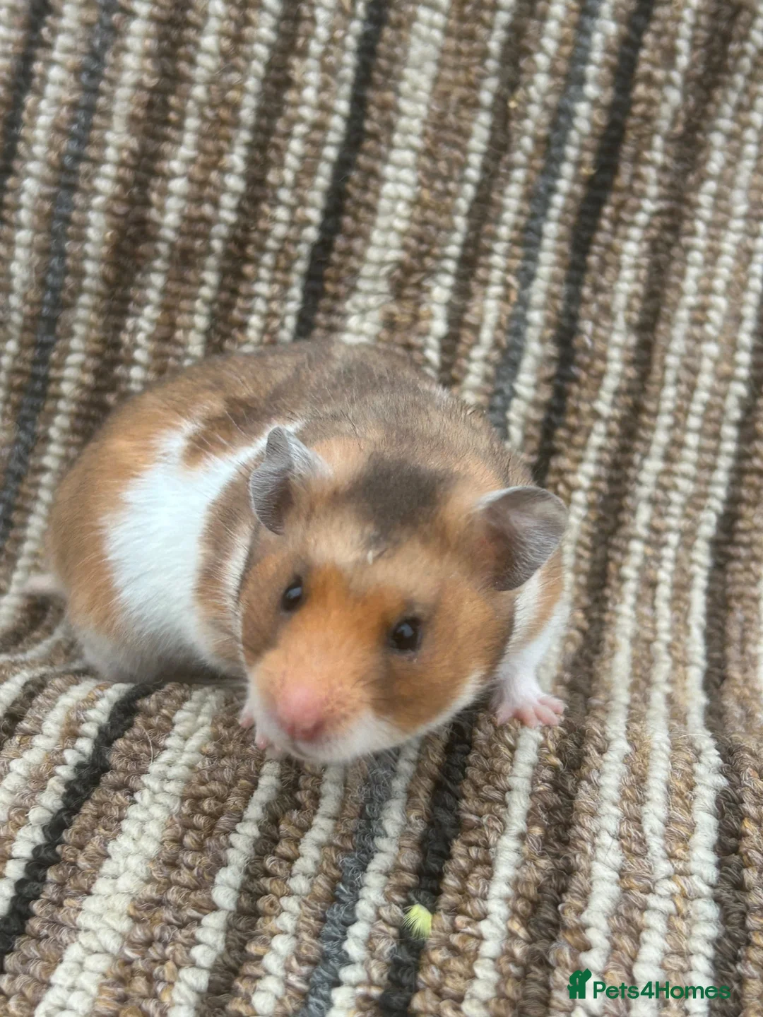Hamster rodents for sale: Stunning Baby Syrian Hamsters - Advert 2