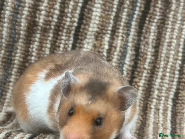Hamster rodents Stunning Baby Syrian Hamsters - Advert 2