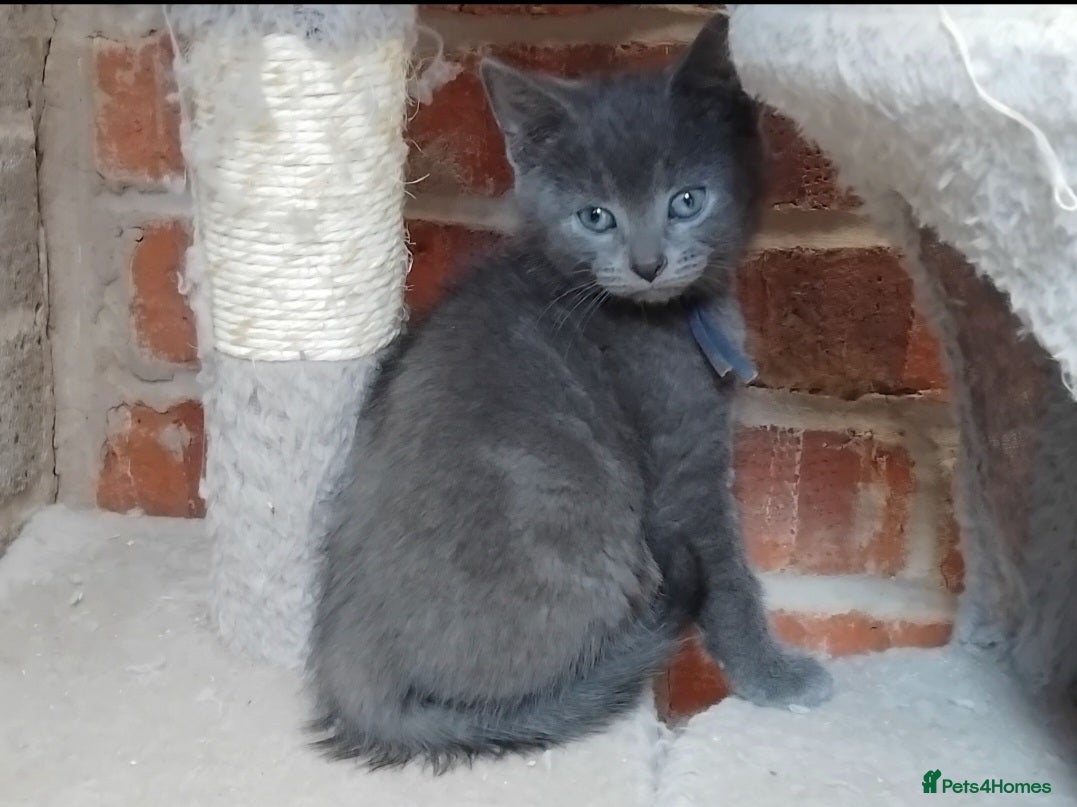 British Shorthair cats Fluffy British sorthair kittens available  - Advert 2