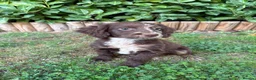 Cocker Spaniel dogs for sale: Cocker spaniel puppies  in Cambridge - Advert 3