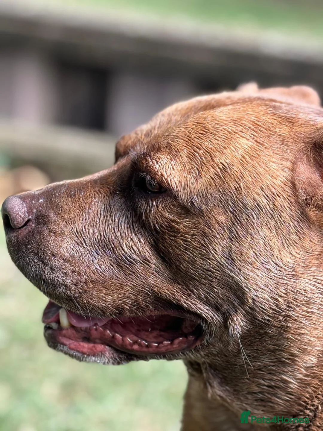 Mixed Breed dogs for sale: Hazel is looking for a loving home - Advert 8