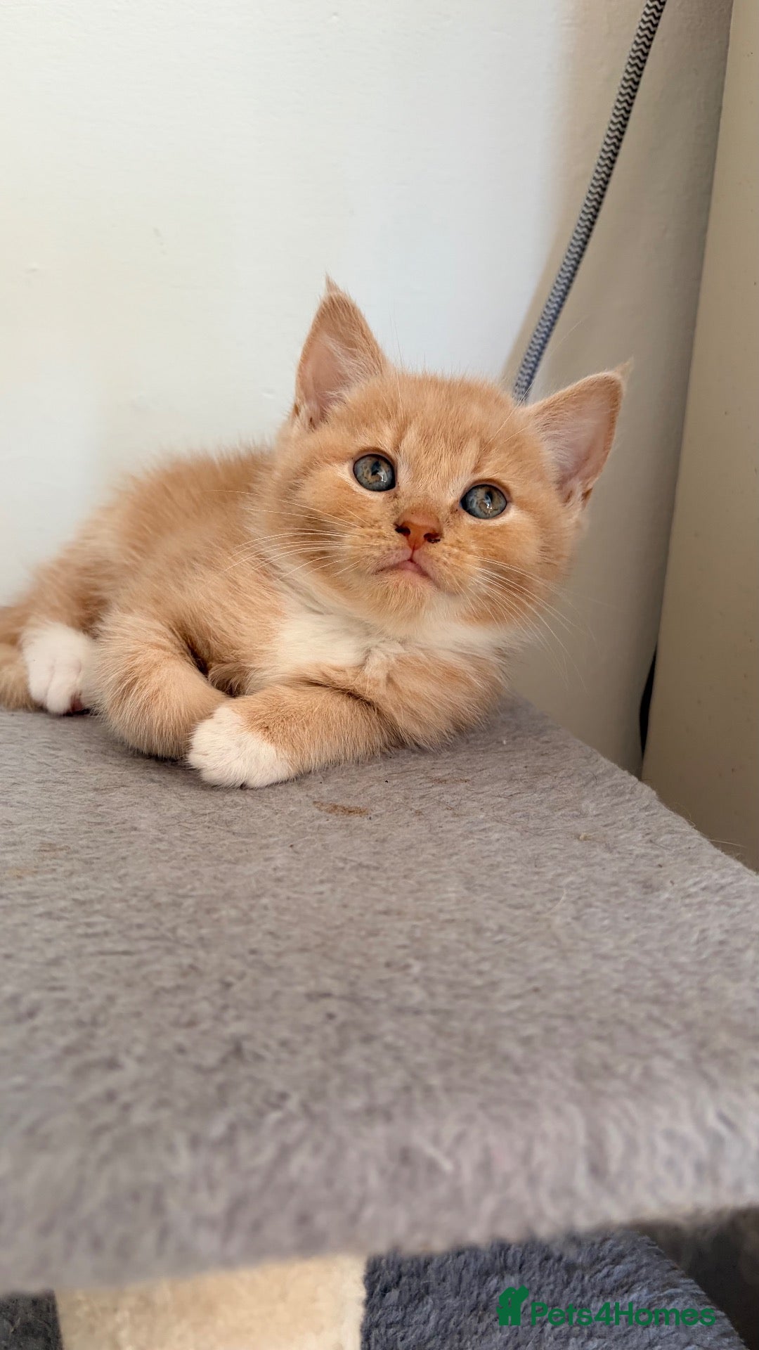 Mixed Breed cats for sale: Maine coon x Scottish fold - Advert 1