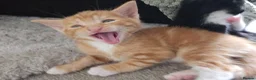 Mixed Breed cats for sale: Beautiful kittens for sale. 2 left ! in Salisbury - Advert 4