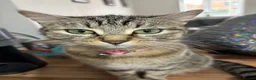 British Longhair cats for sale: Long haired kittens  - Advert 1