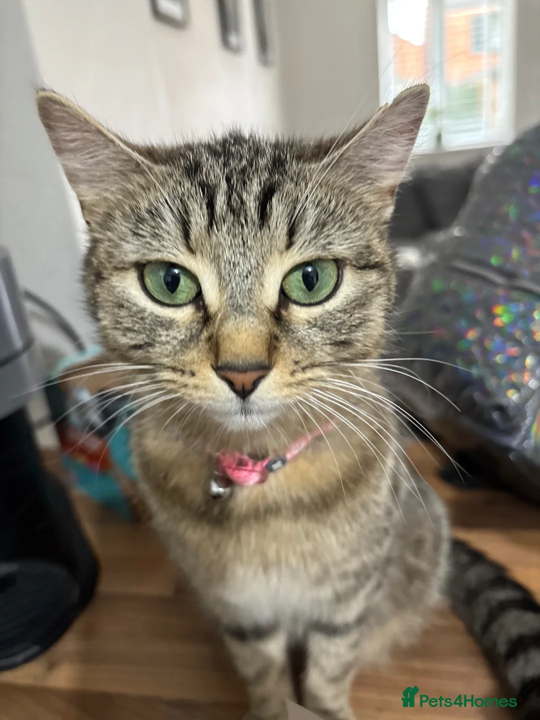 British Longhair cats for sale: Long haired kittens  - Advert 1