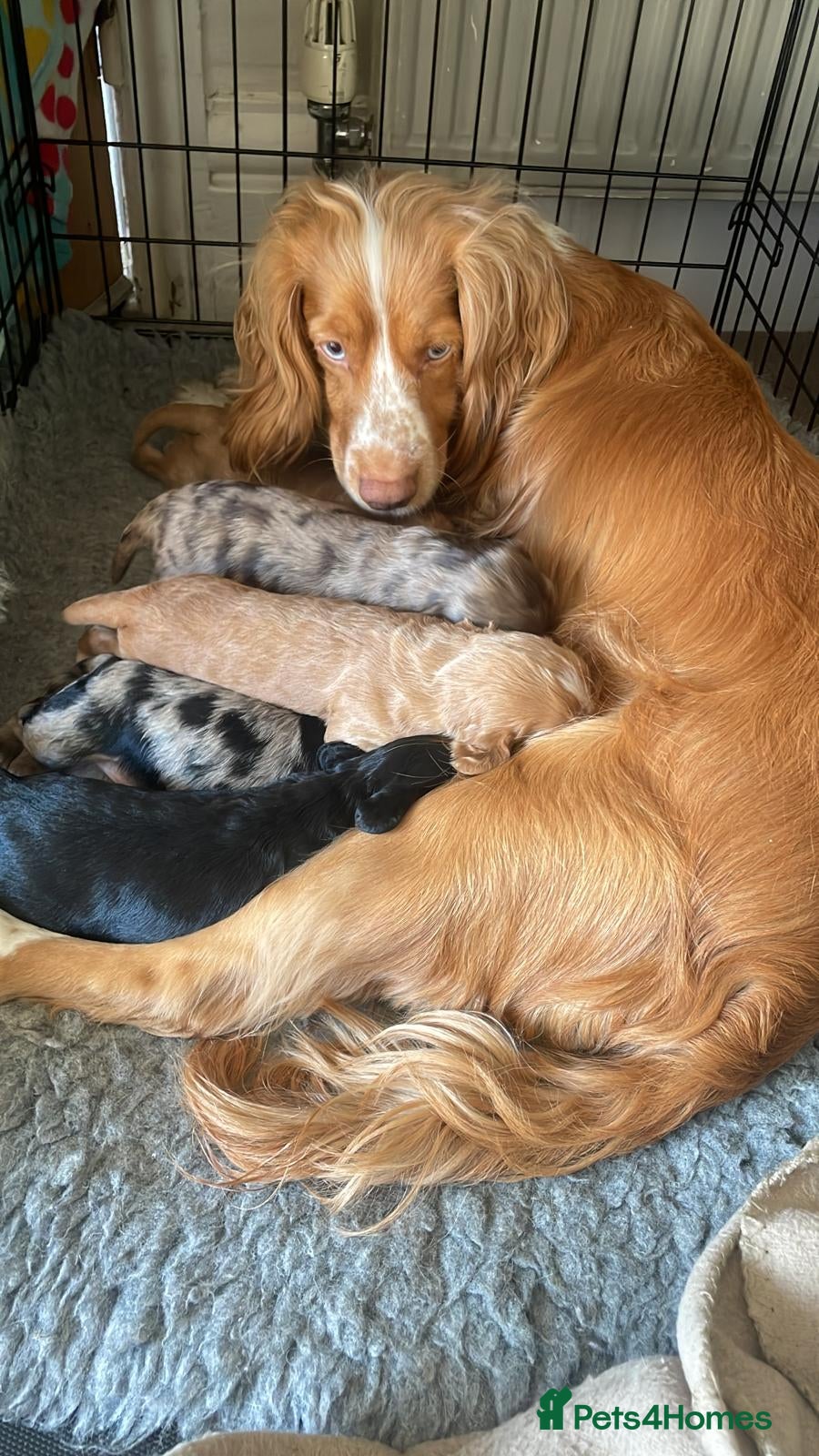 Cocker Spaniel dogs cocker spaniel puppies  - Advert 1