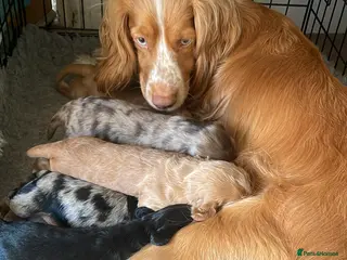 Cocker Spaniel dogs cocker spaniel puppies - Advert 1