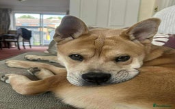 Mixed Breed dogs for sale: Gorgeous chow chow + English Bulldog Female Mix - Image 13
