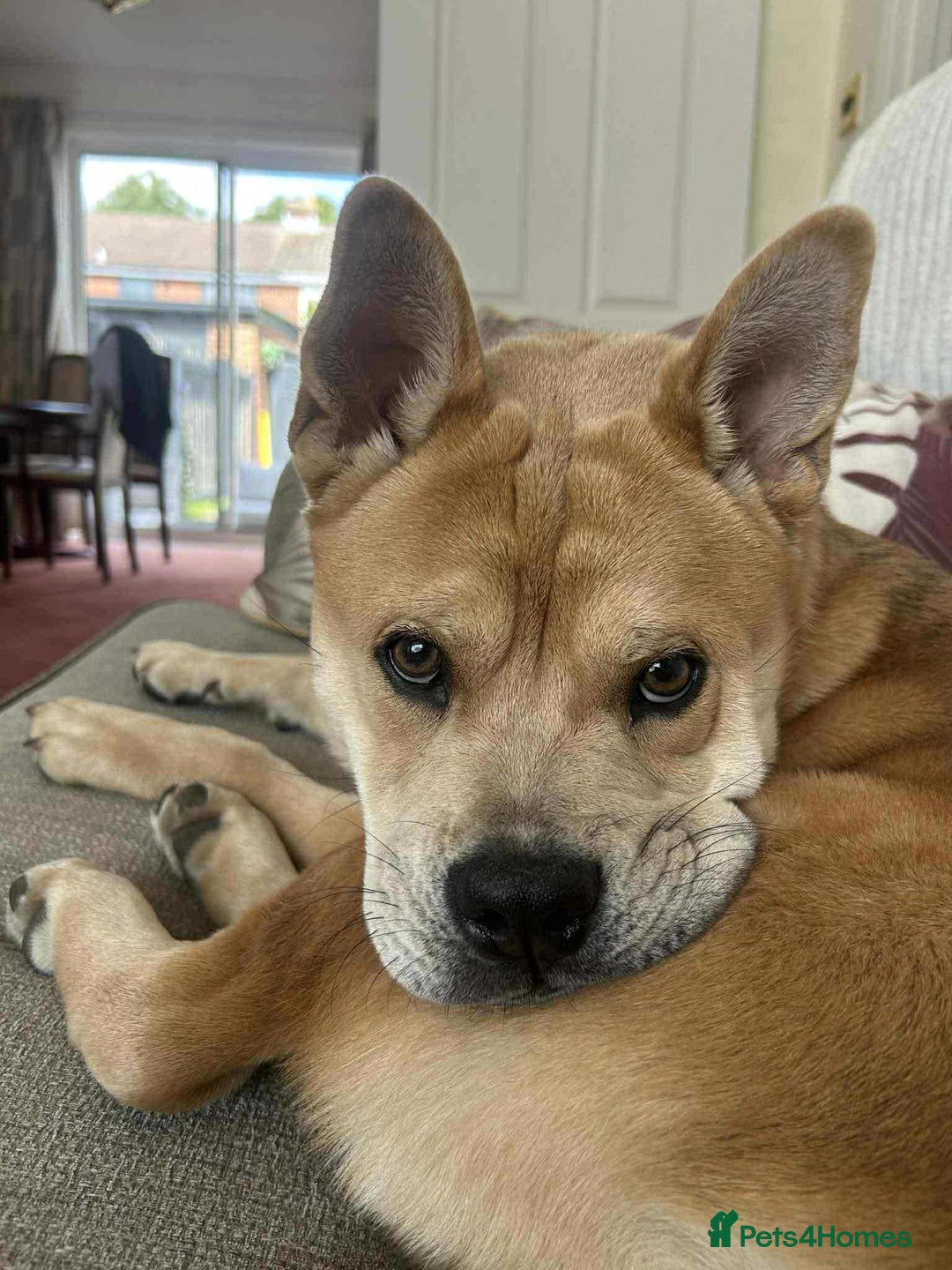 Mixed Breed dogs for sale: Gorgeous chow chow + English Bulldog Female Mix - Image 13