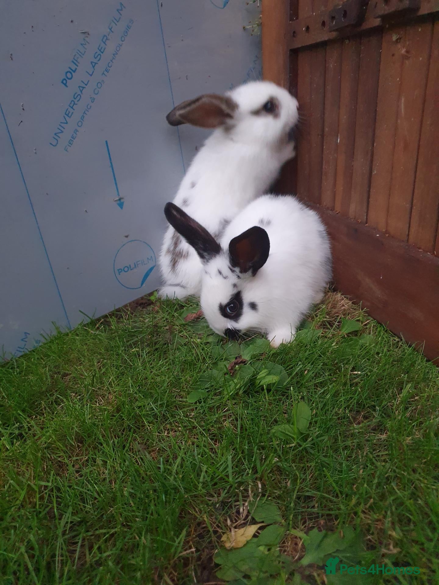 Mixed Breed rabbits Rabbits for sale  - Advert 1
