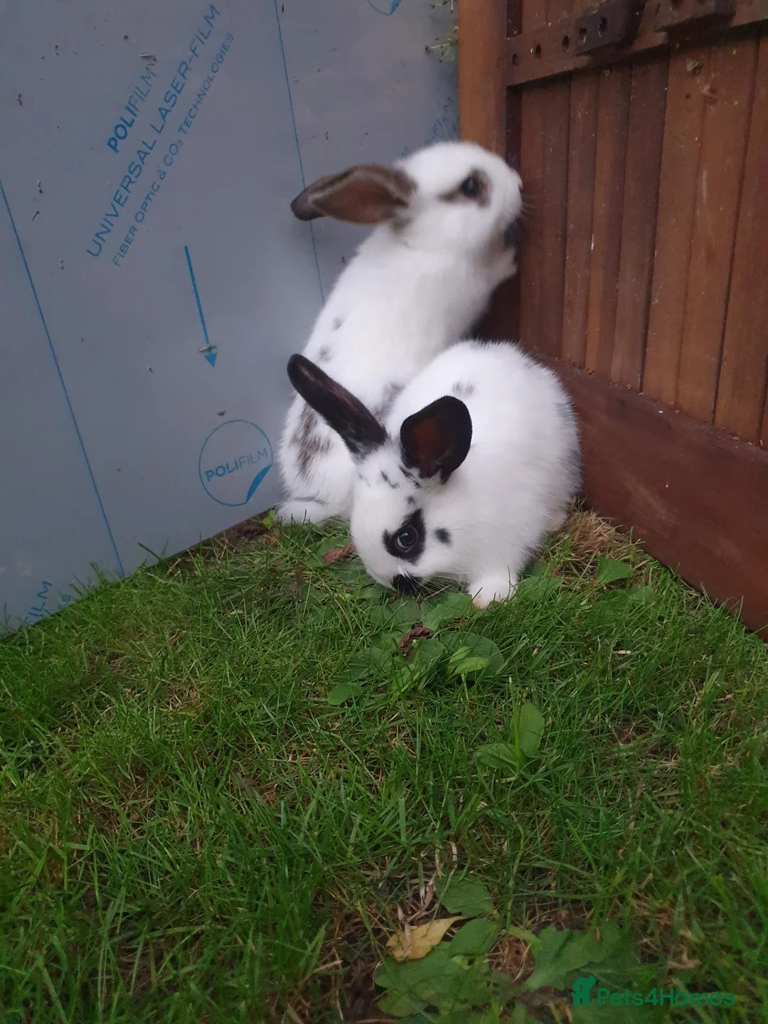 Mixed Breed rabbits for sale: Rabbits for sale  - Advert 1