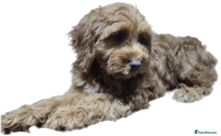 Cockapoo dogs Champion Quality Red F1 Cockapoo Puppy - Advert 14