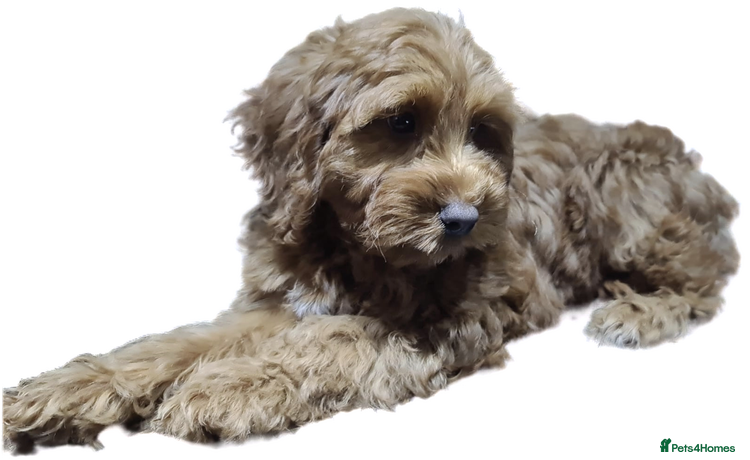 Cockapoo dogs Champion Quality Red F1 Cockapoo Puppy - Advert 14