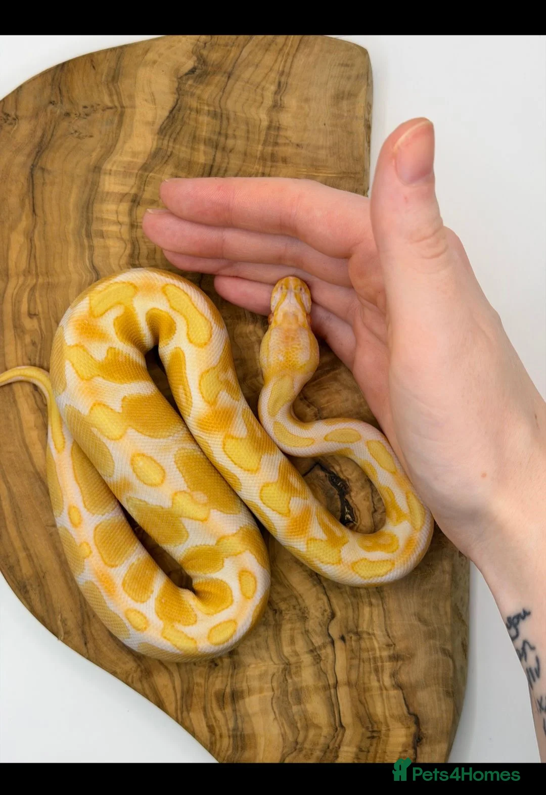 Python Snake reptiles for sale: Young Male Candino Ball Python  - Advert 2