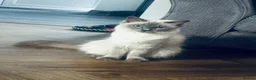 Ragdoll cats for sale: Beautiful Ragdoll kittens – 3 boys & 2 girls 🐾 - Advert 2