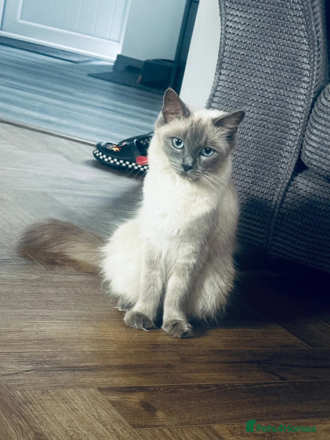 Ragdoll cats for sale: Beautiful Ragdoll kittens – 3 boys & 2 girls 🐾 - Advert 2