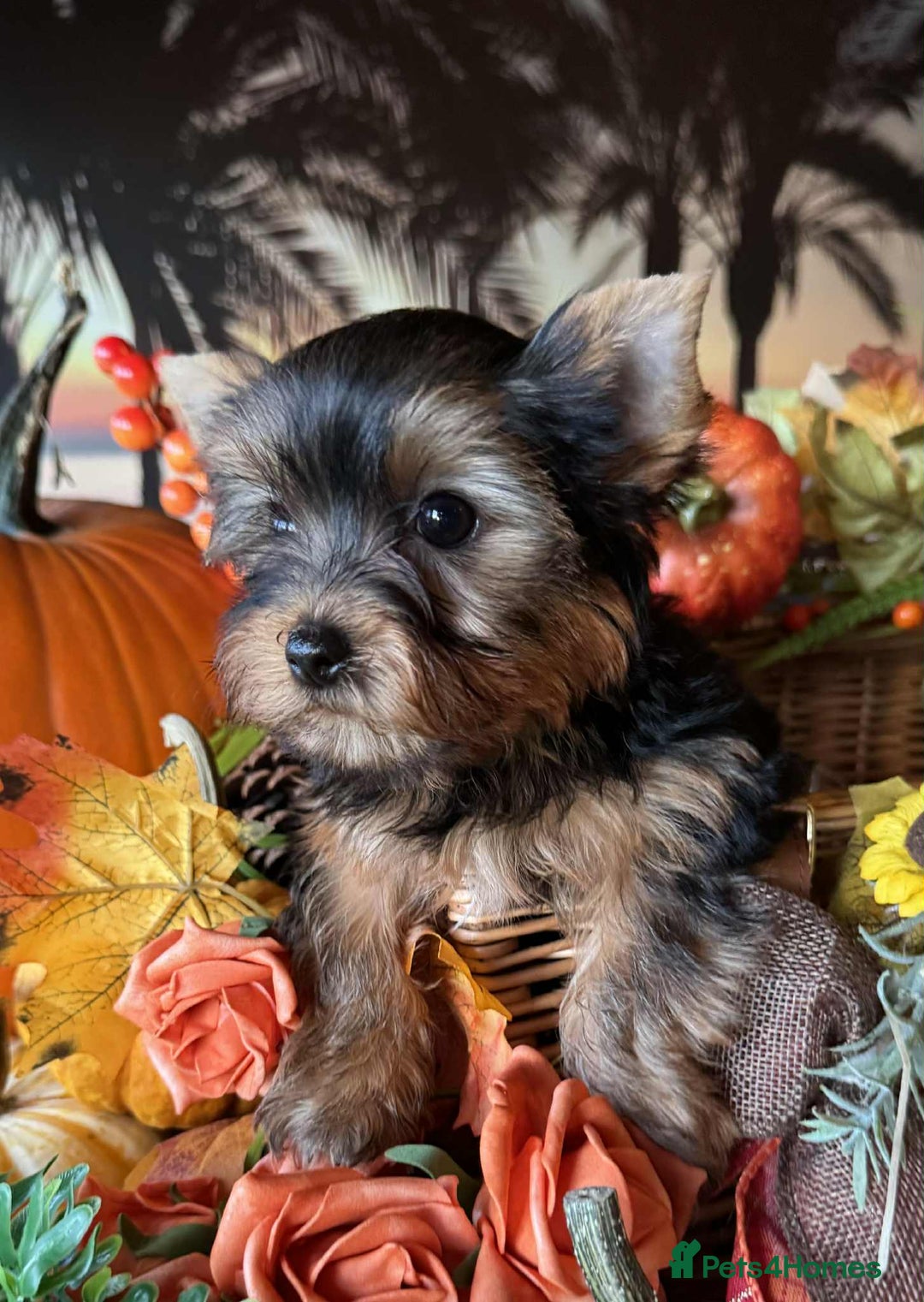 Yorkshire Terrier dogs for sale: Beautiful Pedigree Yorkshire Terrier puppies. - Advert 7