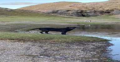 Labrador Retriever dogs - Advert 5