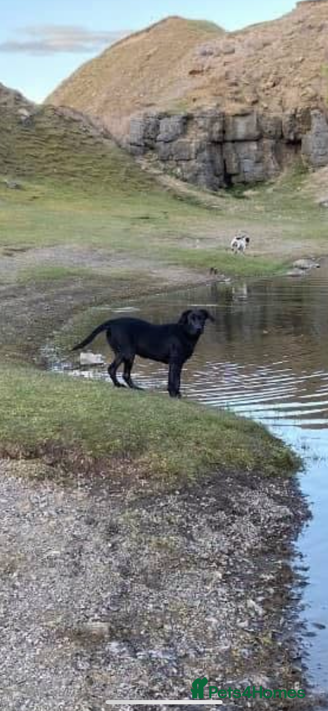 Labrador Retriever dogs for sale: Beautiful female labrador  - Image 3