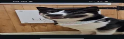 Huskita dogs for stud: Huskita for stud in Corby - Advert 3